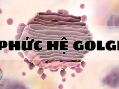 Khám phá bí ẩn phức hệ Golgi - Vai trò và hoạt động của nó