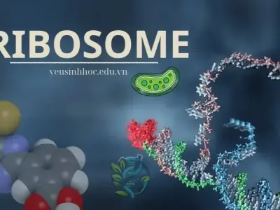 Ribosome - "Nhà máy protein" thiết yếu của tế bào