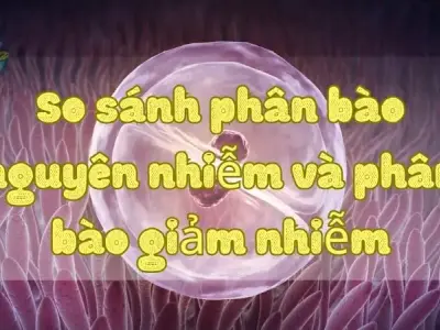 So sánh phân bào nguyên nhiễm và phân bào giảm nhiễm