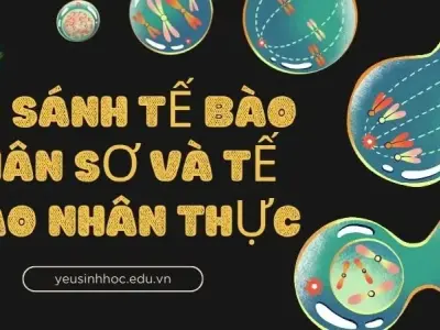 So sánh tế bào nhân sơ và tế bào nhân thực