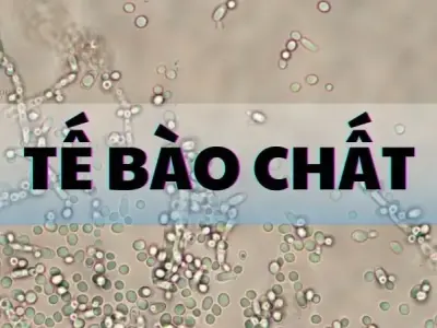 Tế bào chất là gì? khám phá cấu trúc và chức năng trong tế bào