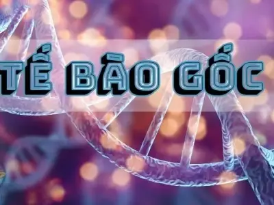Tế bào gốc là gì? khám phá công nghệ và ứng dụng trong y học hiện đại