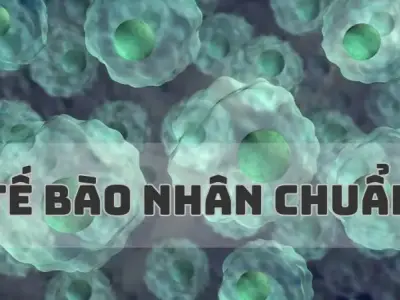 Tầm quan trọng của tế bào nhân chuẩn trong sinh học và y học