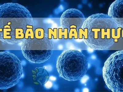 Khám phá tế bào nhân thực - Cấu trúc, chức năng và ứng dụng trong khoa học