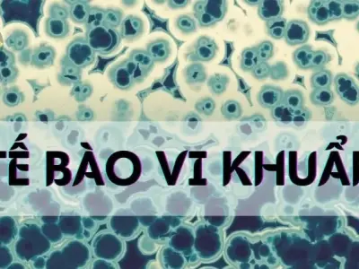 Tế bào vi khuẩn - Khái niệm, cấu tạo và chức năng trong hệ sinh thái