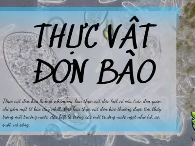 Thực vật đơn bào là gì? Ý nghĩa và vai trò trong trái đất