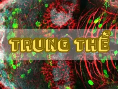 Khám phá vai trò quan trọng của trung thể trong sự sống