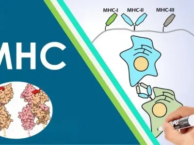 Cùng tìm hiểu MHC là gì? Vai trò trọng hệ miễn dịch 