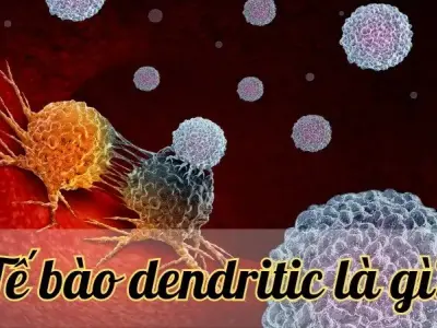 Tế bào dendritic là gì? Khái niệm và vai trò của tế bào dendritic
