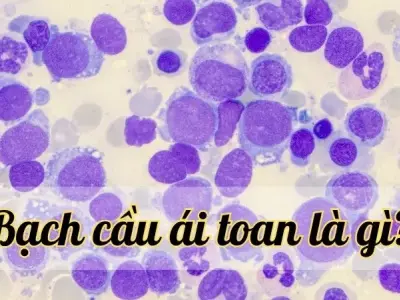 Bạch cầu ái toan là gì? Vai trò trong hệ miễn dịch