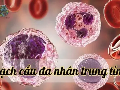Hiểu rõ bạch cầu đa nhân trung tính - Vai trò quan trọng trong hệ miễn dịch