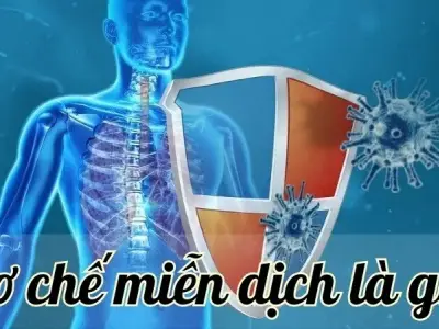 Tìm hiểu cơ chế miễn dịch - Chìa khóa cho hệ miễn dịch khỏe mạnh