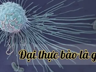Đại thực bào là gì? Cấu trúc và vai trò trong hệ miễn dịch