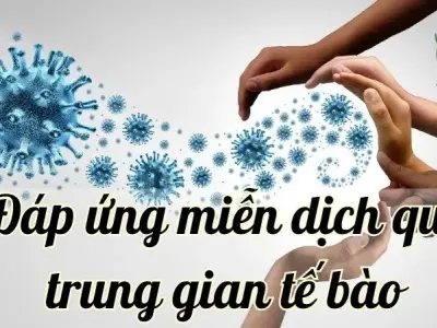 Đáp ứng miễn dịch qua trung gian tế bào là gì?