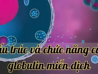 Tìm hiểu về cấu trúc và chức năng của globulin miễn dịch