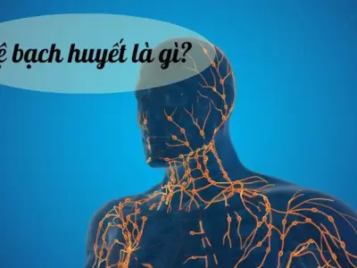Hệ bạch huyết - Hệ thống "lọc máu" tự nhiên của cơ thể