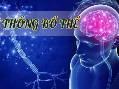 Hệ thống bổ thể - Chìa khóa cho hệ miễn dịch mạnh mẽ