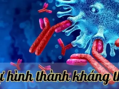 Tìm hiểu chi tiết về sự hình thành kháng thể
