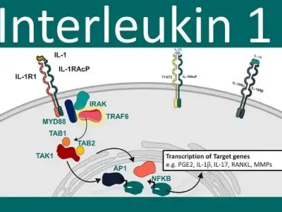 Tìm hiểu Interleukin-1 là gì? Vai trò quan trọng trong cơ thể
