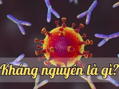 Kháng nguyên là gì? Giải mã bí ẩn chìa khóa miễn dịch
