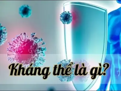 Kháng thể là gì? Khái niệm và vai trò trong y học