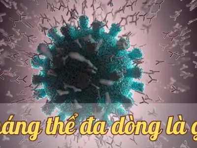 Kháng thể đa dòng - Lá chắn miễn dịch toàn diện cho cơ thể