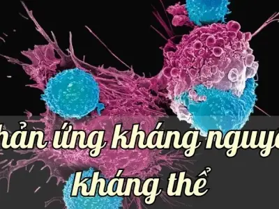 Giải mã cơ chế hoạt động của phản ứng kháng nguyên - kháng thể
