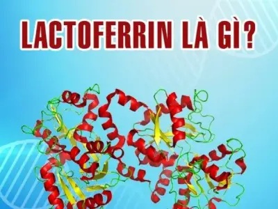 Lactoferrin là gì? Khái niệm, cấu tạo và chức năng của Lactoferrin 