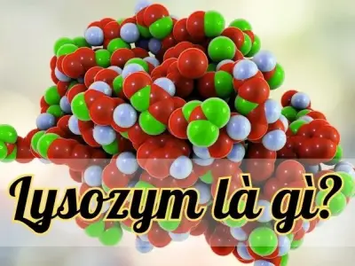 Khám phá lysozyme - Chìa khóa bảo vệ cơ thể khỏi vi khuẩn