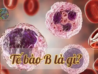 Tế bào B - Chiến binh thầm lặng bảo vệ cơ thể khỏi bệnh tật