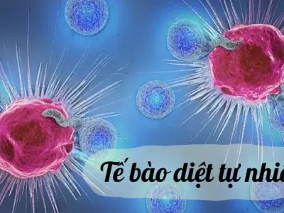 Tế bào diệt tự nhiên - Khái niệm và vai trò quan trọng trong hệ miễn dịch