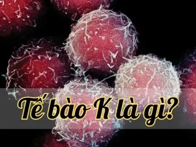 Tế bào K là gì? Khái niệm và vai trò trong y học