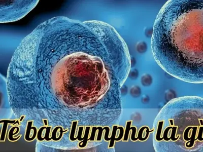 Tế bào lympho - Chiến binh thầm lặng bảo vệ cơ thể 