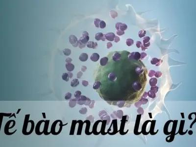 Tế bào mast - Khái niệm và vai trò trong hệ miễn dịch