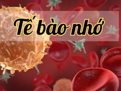 Tế bào nhớ - Chìa khóa cho một hệ miễn dịch khỏe mạnh