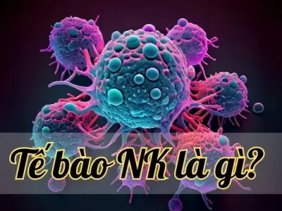 Tế bào NK - "Vệ sĩ" đắc lực chống lại virus, vi khuẩn và ung thư