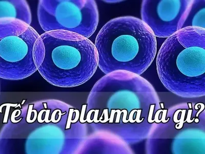Tế bào plasma là gì? Cùng tìm hiểu về khái niệm,cấu tạo và chức năng 