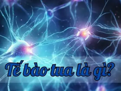 Tế bào tua - Vai trò quan trọng trong hệ miễn dịch