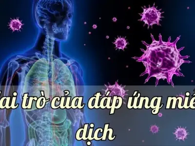 Tìm hiểu về vai trò của đáp ứng miễn dịch 
