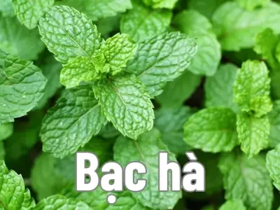 Bạc hà có thực sự tốt? Cách sử dụng bạc hà giảm đau đầu