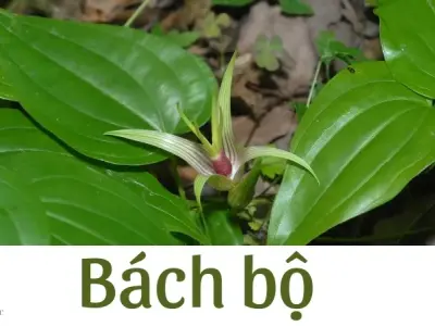 Cách sử dụng bách bộ đúng cách để giảm ho và viêm họng