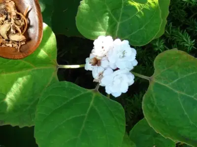 Cây bạch đồng nữ - Sự thật về chữa các vấn đề về phụ khoa