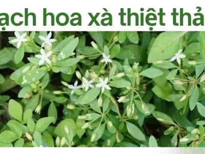 Cách sử dụng bạch hoa xà thiệt thảo để chống ung thư 