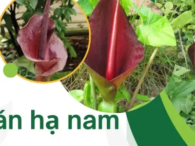 Công dụng chữa bệnh của cây Bán hạ nam trong y học cổ truyền