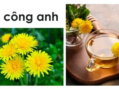 Sử dụng Bồ công anh chữa bệnh - Hướng dẫn bài chế thuốc 