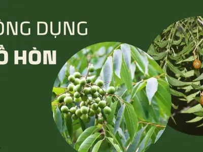 Bồ hòn là gì? Khám phá công dụng và cách sử dụng hiệu quả