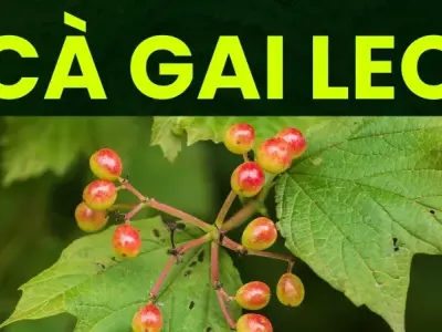 Cây cà gai leo là gì? Tác dụng và một số bài thuốc chữa bệnh 