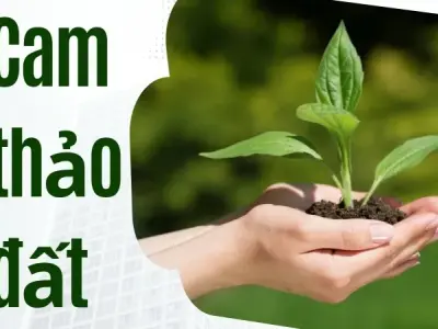 Cam thảo đất trong y học giúp điều trị các bệnh về hô hấp