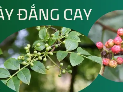 Cây đắng cay - Thảo dược quý hiếm chữa mọi bệnh tiêu hóa