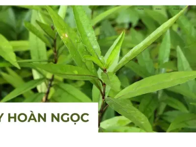 Cây hoàn ngọc có tác dụng gì? Hướng dẫn sử dụng cây hoàn ngọc đúng cách